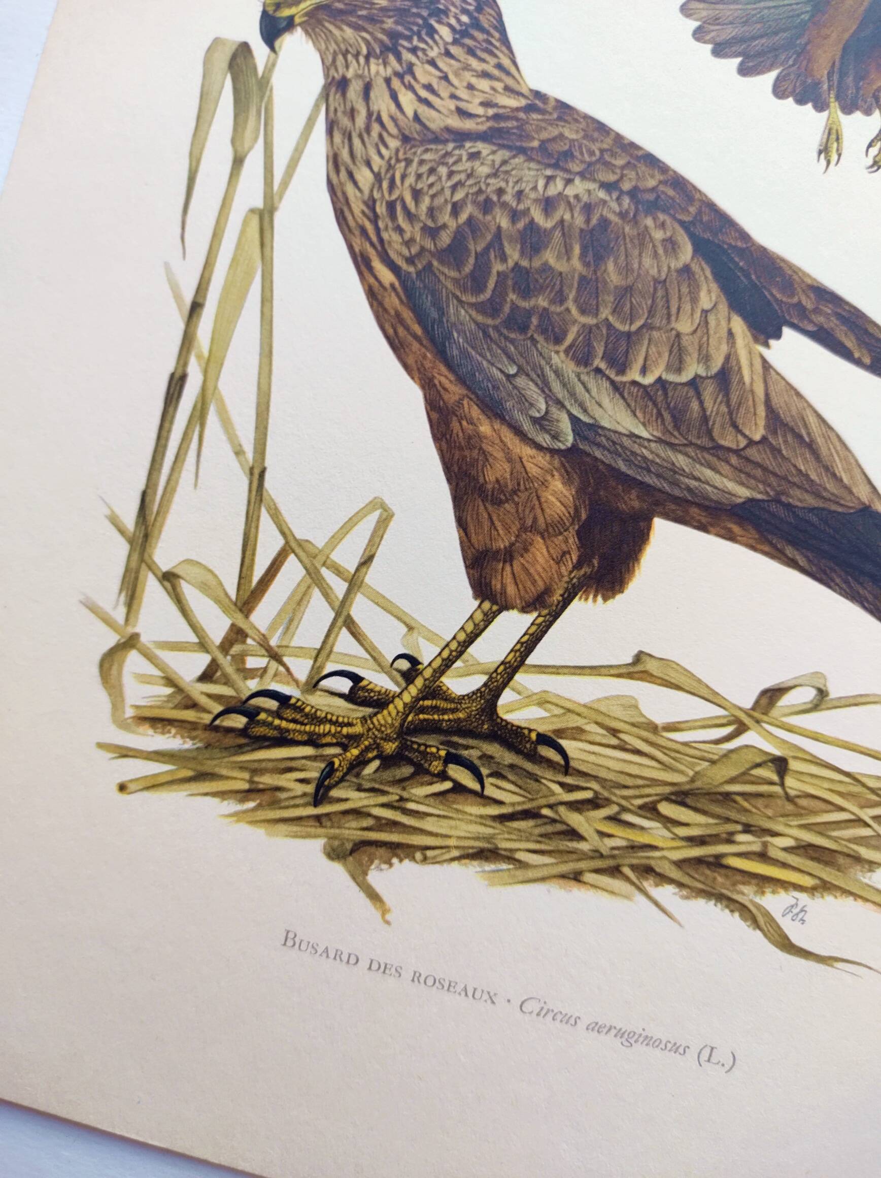 Old bird board 1960s - Marsh Harrier - animal image