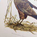Planche ancienne oiseaux Années 1960 - Busard des Roseaux - image animale