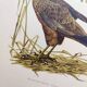 Old bird board 1960s - Marsh Harrier - animal image