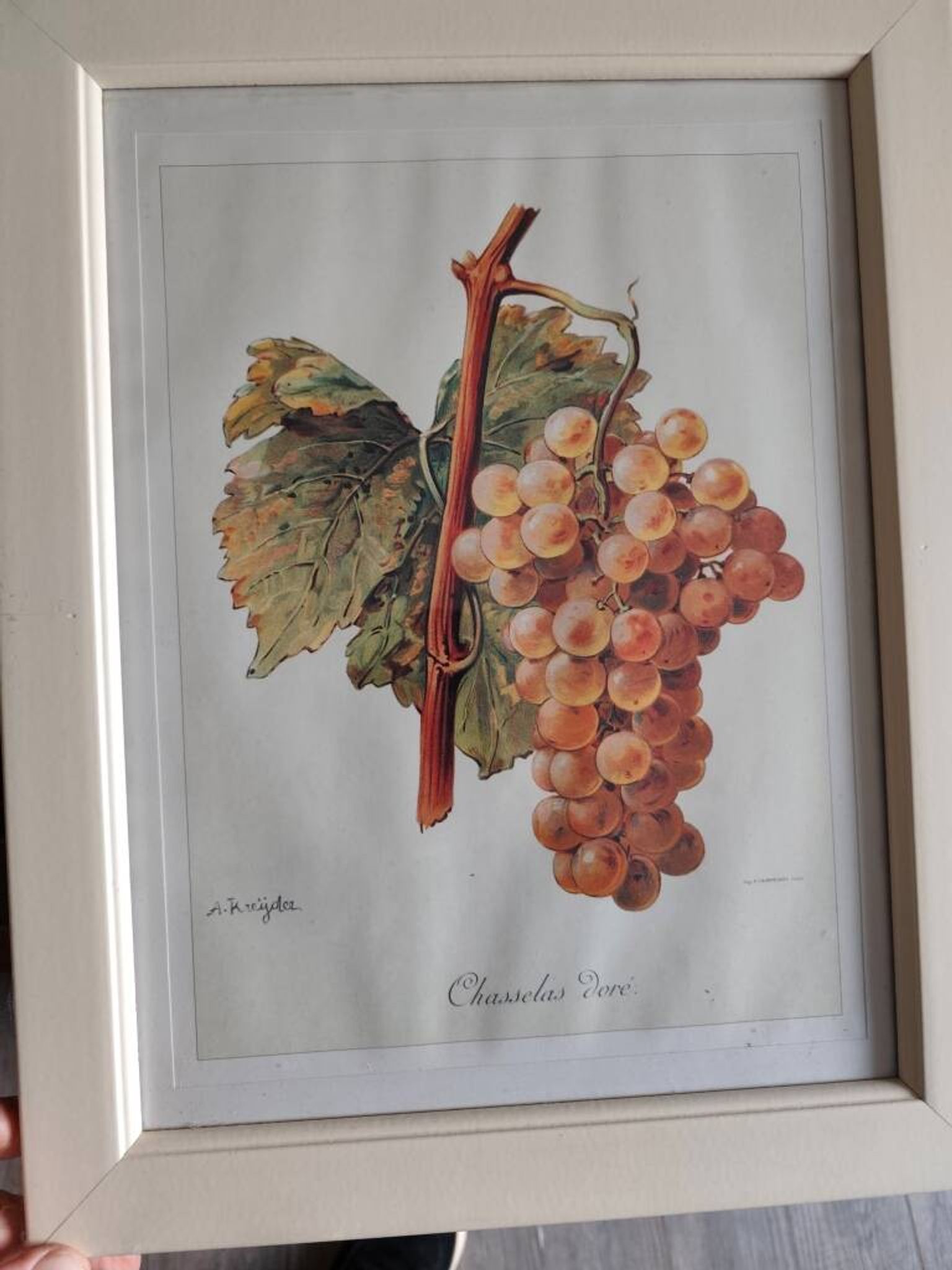 Framed reproduction lithograph of the ampelography treaty by Viala 1901.