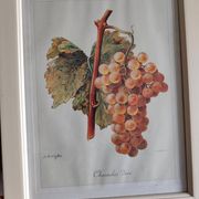 Framed reproduction lithograph of the ampelography treaty by Viala 1901.
