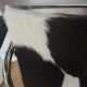 Armchair Le Corbusier Lc1 original pony skin