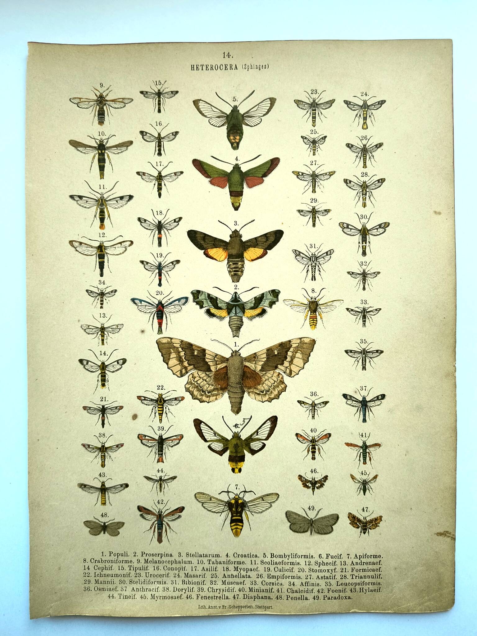 Antique print of Butterflies - Lithograph from 1887 - Populi Illustration
