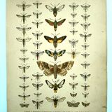 Antique print of Butterflies - Lithograph from 1887 - Populi Illustration