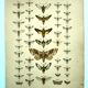 Antique print of Butterflies - Lithograph from 1887 - Populi Illustration
