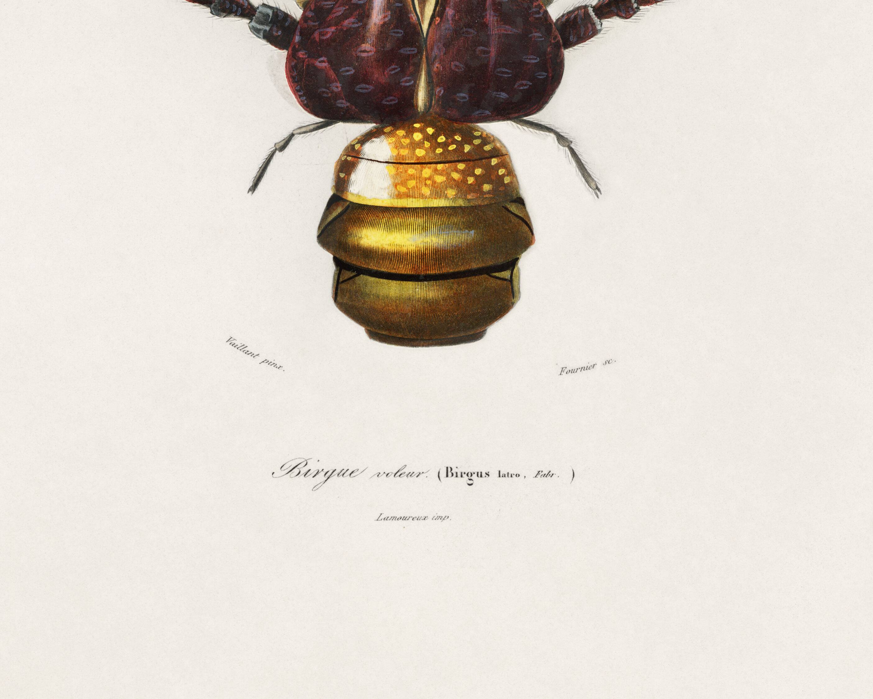 Poster about the Coconut Crab, based on an old engraving from 1849.