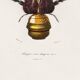 Poster about the Coconut Crab, based on an old engraving from 1849.