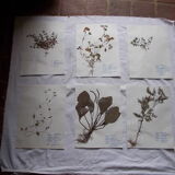 Set of 6 herbarium boards