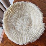 Beautiful sized 70s white coral, shell