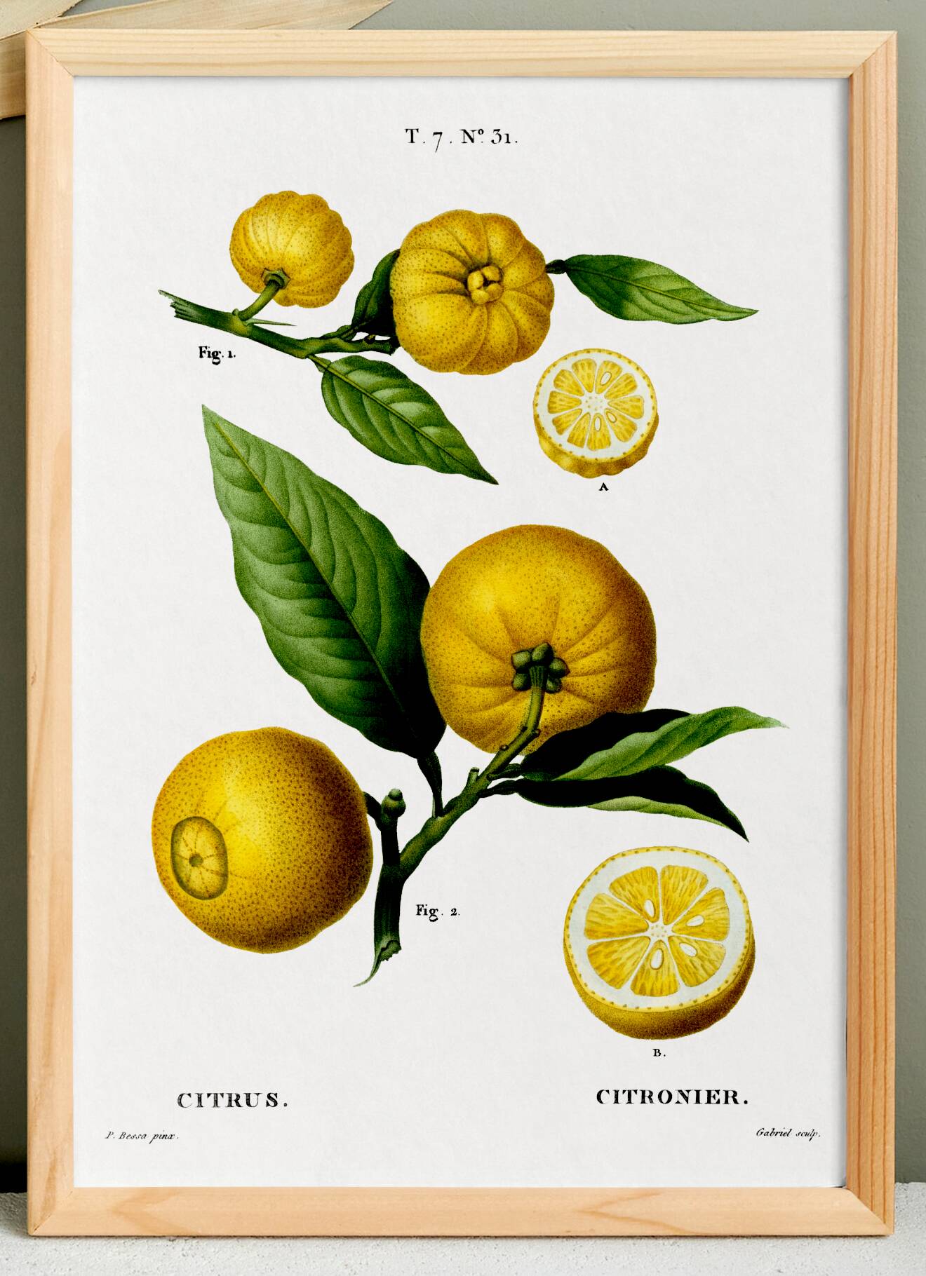 Poster on a "lemon tree", after an old engraving from 1802