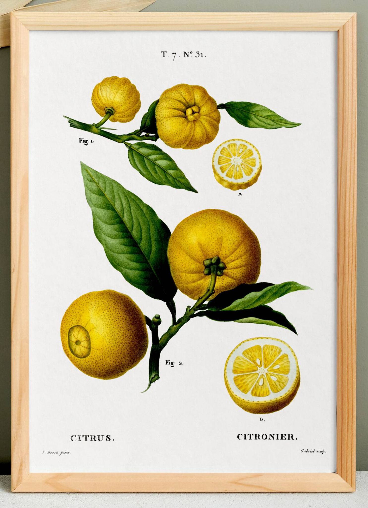 Affiche sur "citronnier", d’après une gravure ancienne de 1802