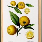 Affiche sur "citronnier", d’après une gravure ancienne de 1802