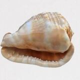 Large horned conch shell helmet