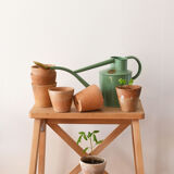 5 pots with old seedlings 7/8 cm