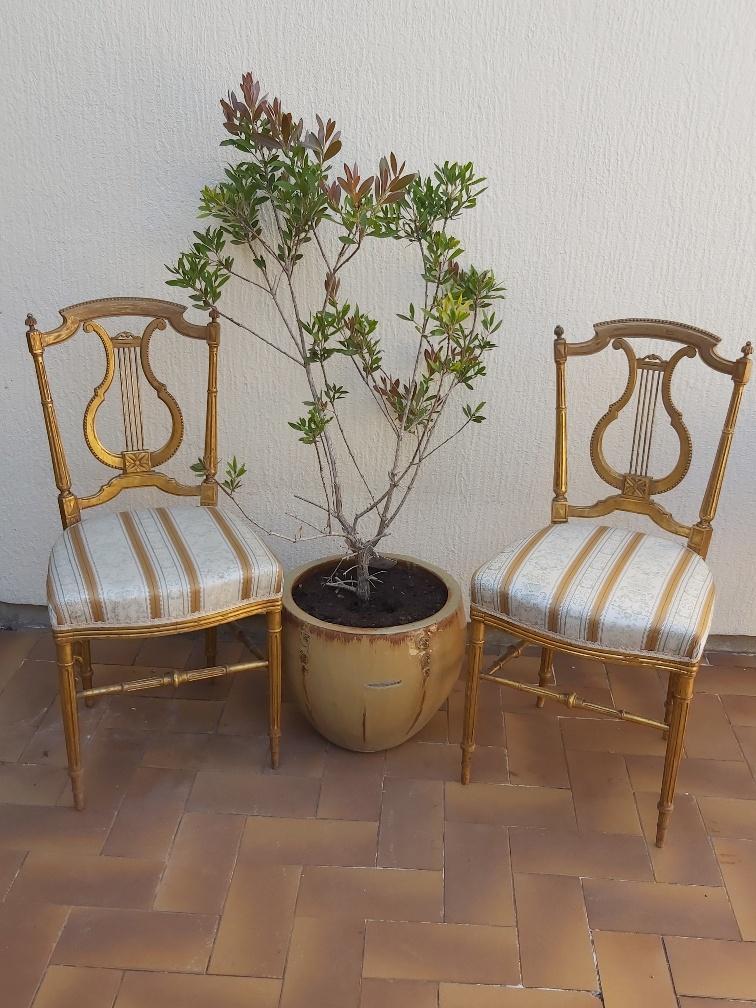 Pair of chairs with a golden lyre