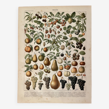 Lithograph on fruits (almond) - 1900