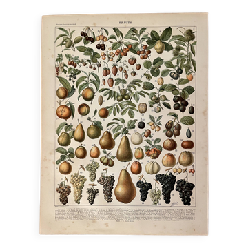 Lithographie sur les fruits (amande) - 1900