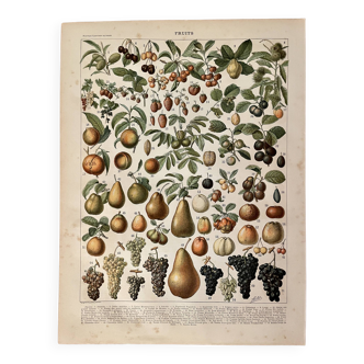 Lithograph on fruits (almond) - 1900