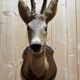 Deer head