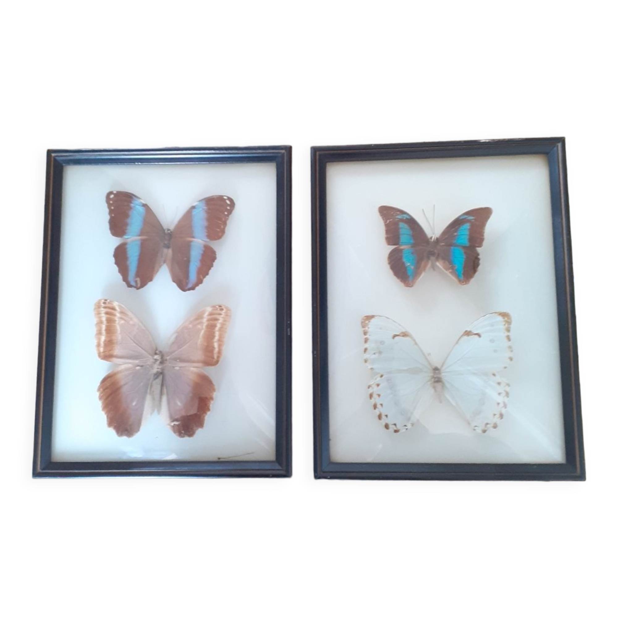Lot de deux cadres de papillons exotiques