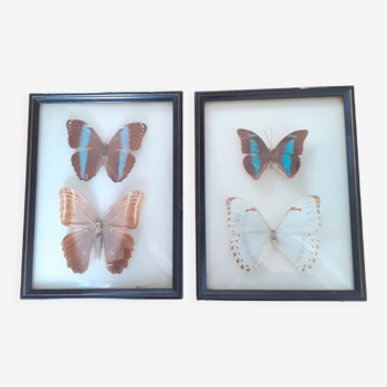 Set of two exotic butterfly frames