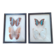 Lot de deux cadres de papillons exotiques