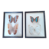 Lot de deux cadres de papillons exotiques