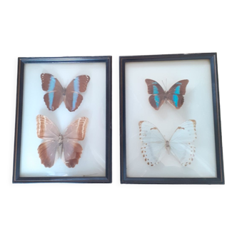 Set of two exotic butterfly frames