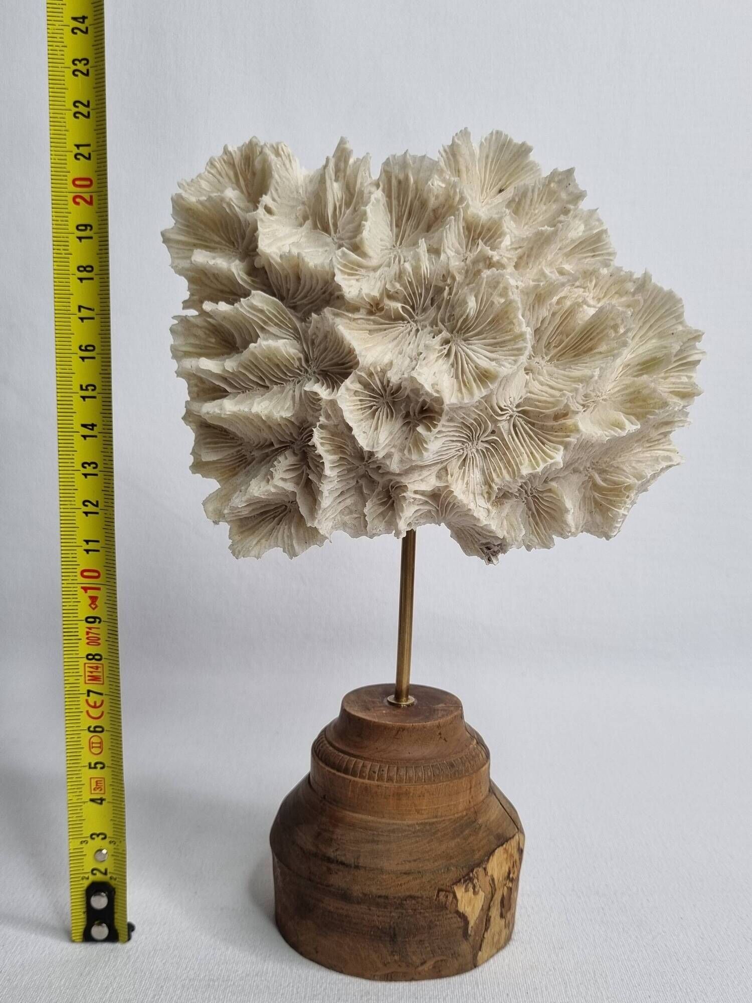 Antique white coral mounted on a turned wooden base – Height 22 cm