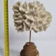 Antique white coral mounted on a turned wooden base – Height 22 cm