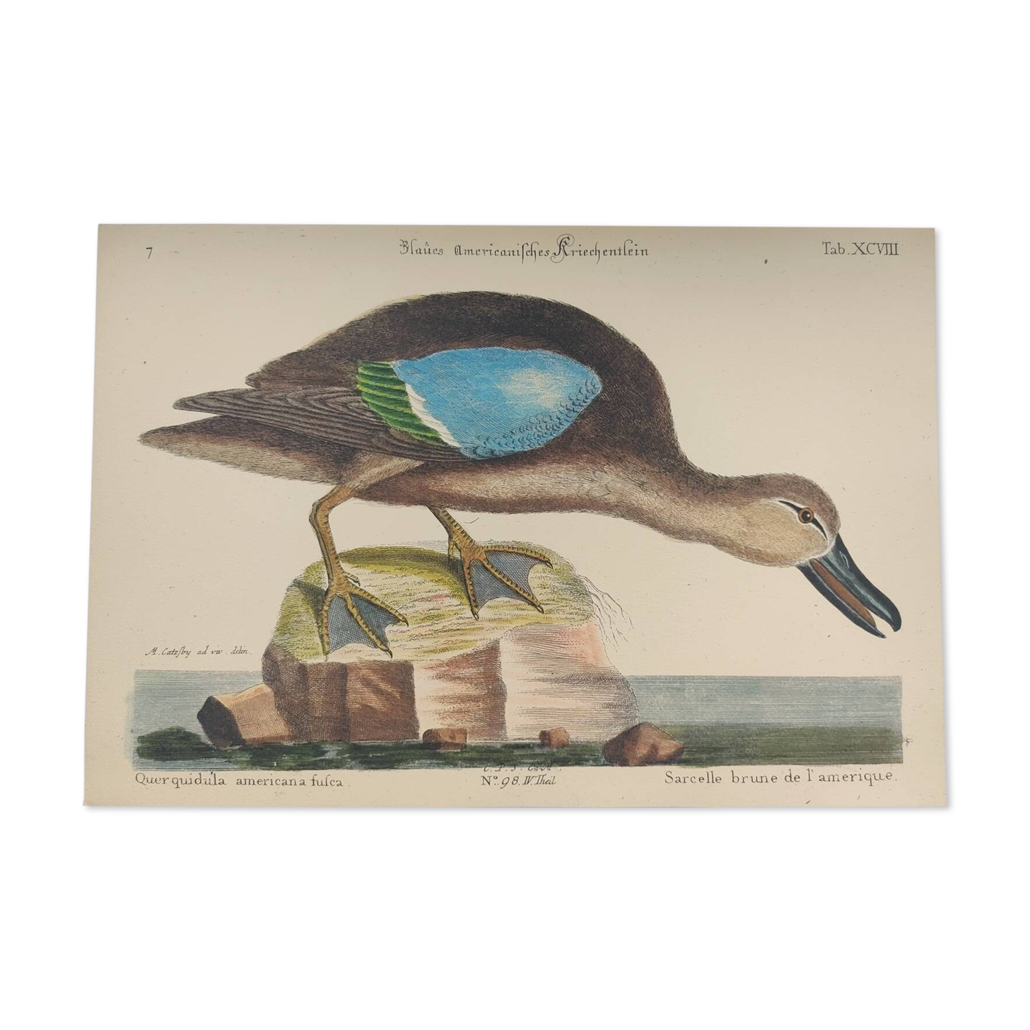 Old bird engraving - Brown Teal - Zoological plate by Seligmann & Catesby de Canard
