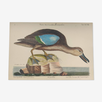 Gravure ancienne oiseau  -Sarcelle Brune- Planche zoologique de Seligmann & Catesby de Canard