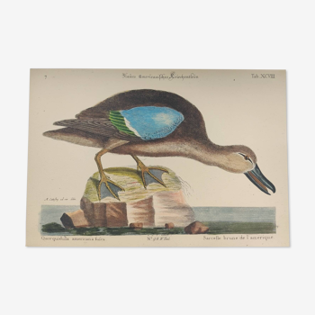 Old bird engraving - Brown Teal - Zoological plate by Seligmann & Catesby de Canard