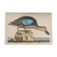 Old bird engraving - Brown Teal - Zoological plate by Seligmann & Catesby de Canard