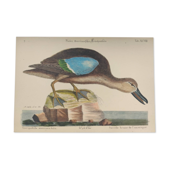 Gravure ancienne oiseau  -Sarcelle Brune- Planche zoologique de Seligmann & Catesby de Canard