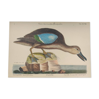 Old bird engraving - Brown Teal - Zoological plate by Seligmann & Catesby de Canard