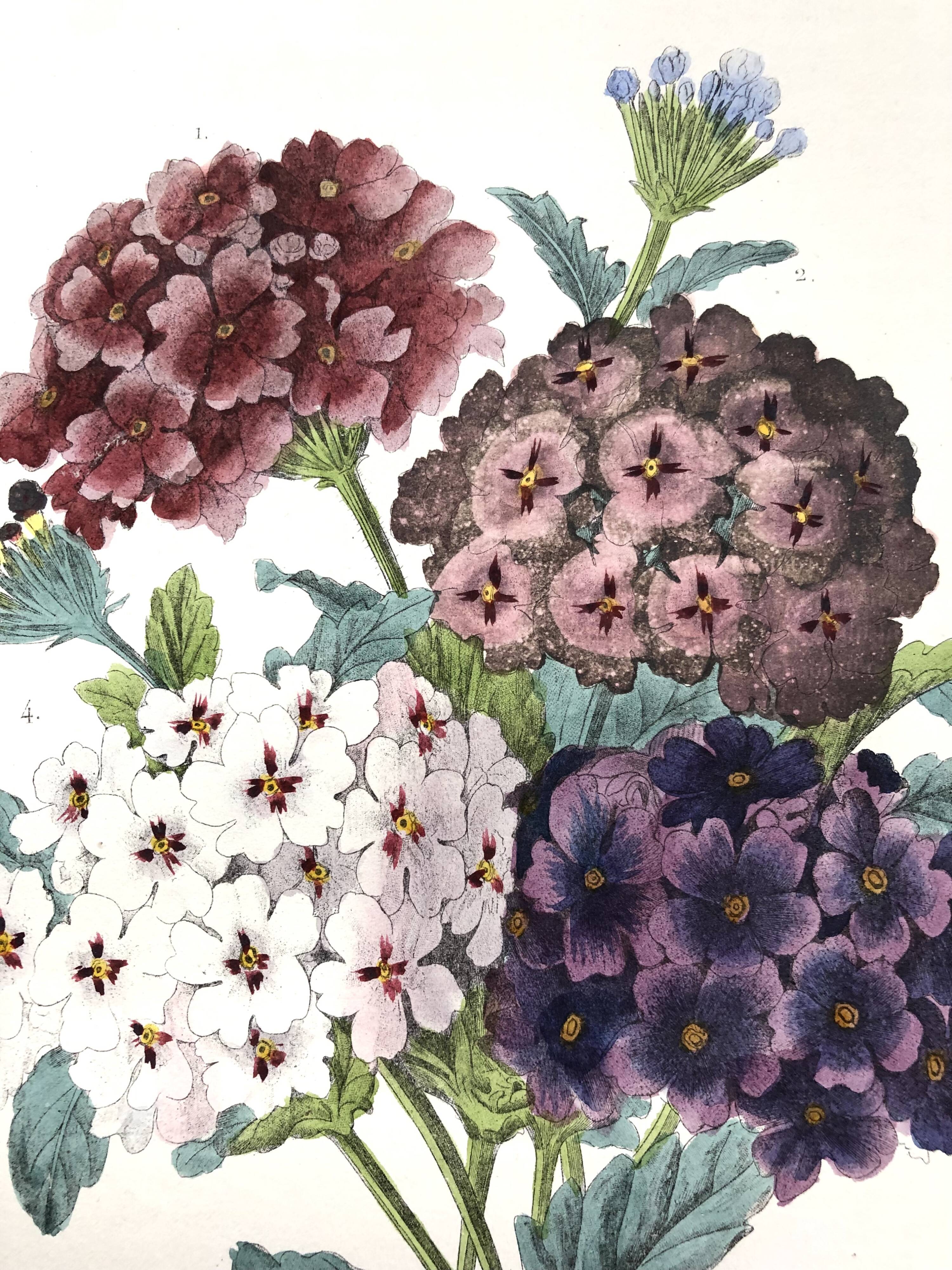 Affiche ancienne - Planche botanique de 1854