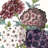 Affiche ancienne - Planche botanique de 1854