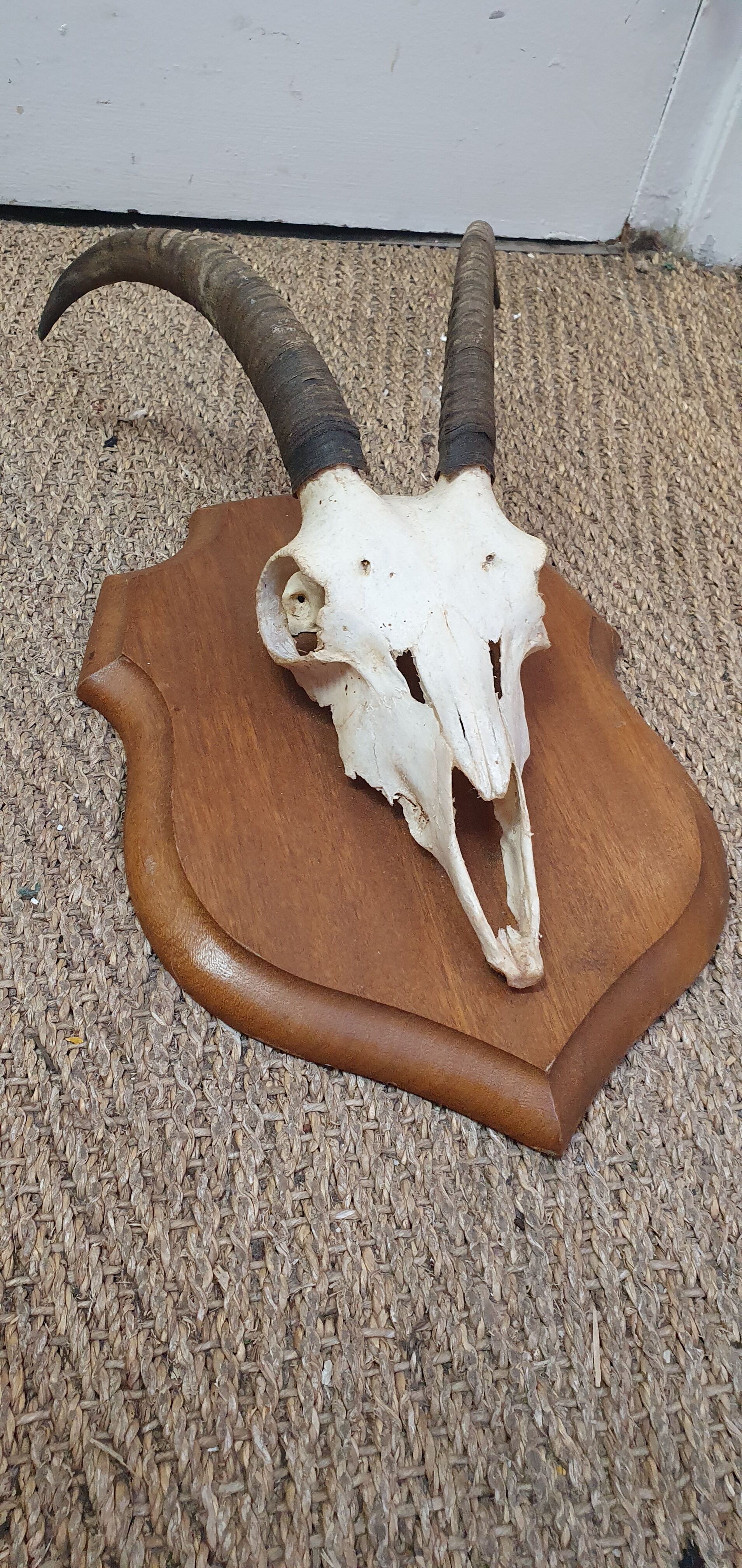 Massacre of chamois on wooden crest