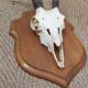 Massacre of chamois on wooden crest