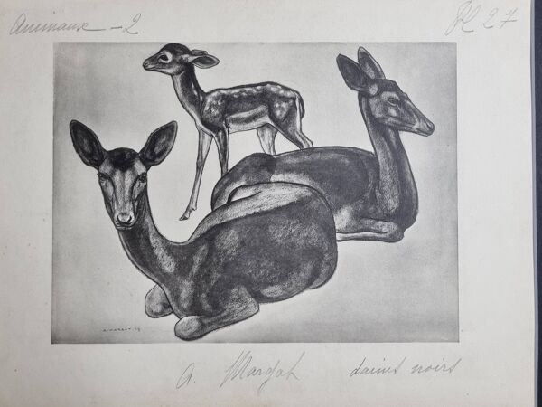 Planche illustrée, Études de Daims noirs, Signée André Margat, 1930-1950