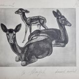 Planche illustrée, Études de Daims noirs, Signée André Margat, 1930-1950