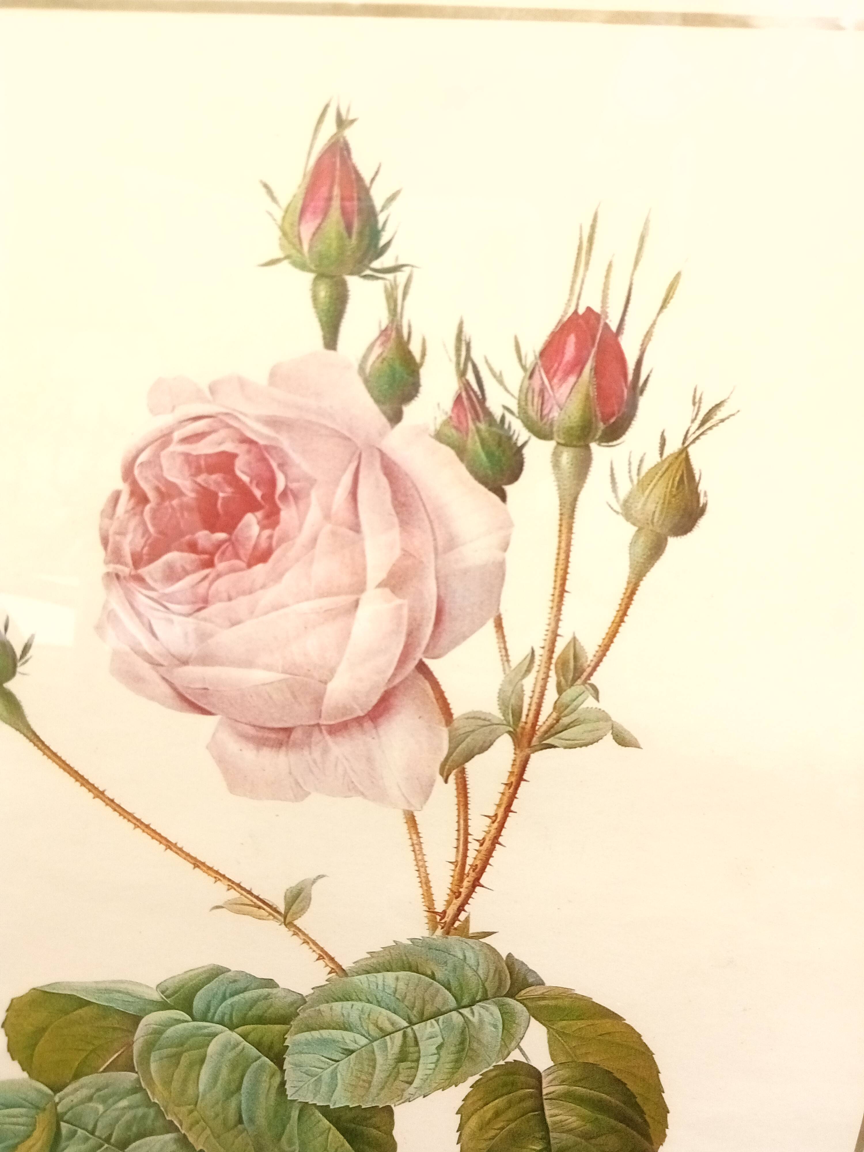 Redouté botanical board