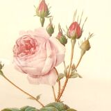 Redouté botanical board