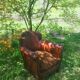 Club Armchair