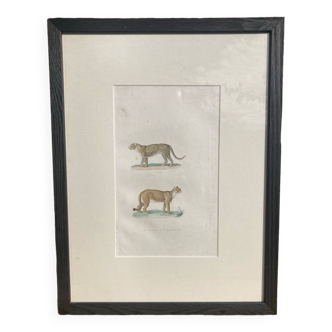 Panther engraving