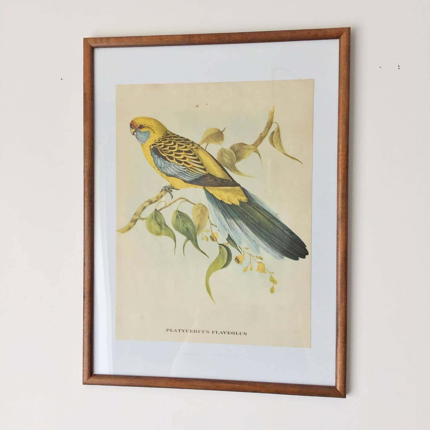 Vintage parakeet lithograph frame