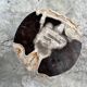 Small black, white and gray petrified wood side table H28cm D:18.5