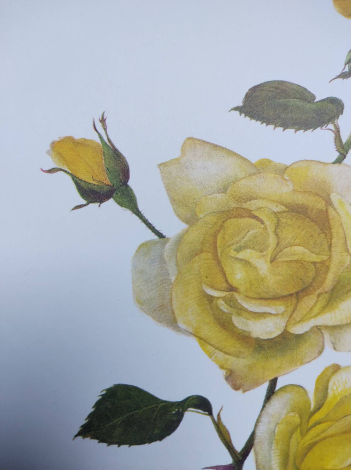 Vintage Botanical Print from 1968 - Golden Rapture - Rose Floral Illustration
