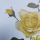 Vintage Botanical Print from 1968 - Golden Rapture - Rose Floral Illustration